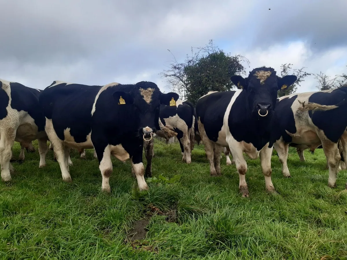 Clogheraily Pedigree British Friesian Bulls - Image 4