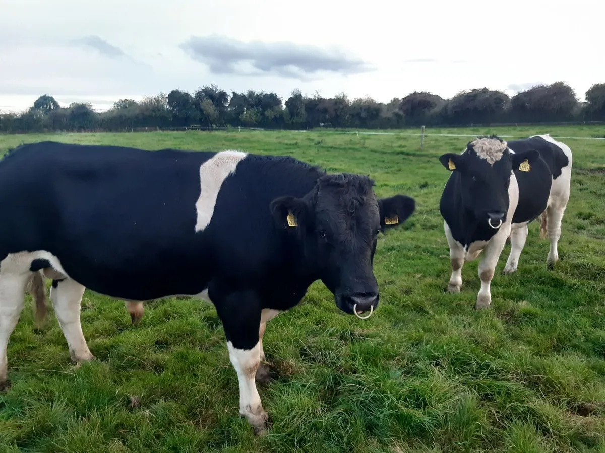 Clogheraily Pedigree British Friesian Bulls - Image 4