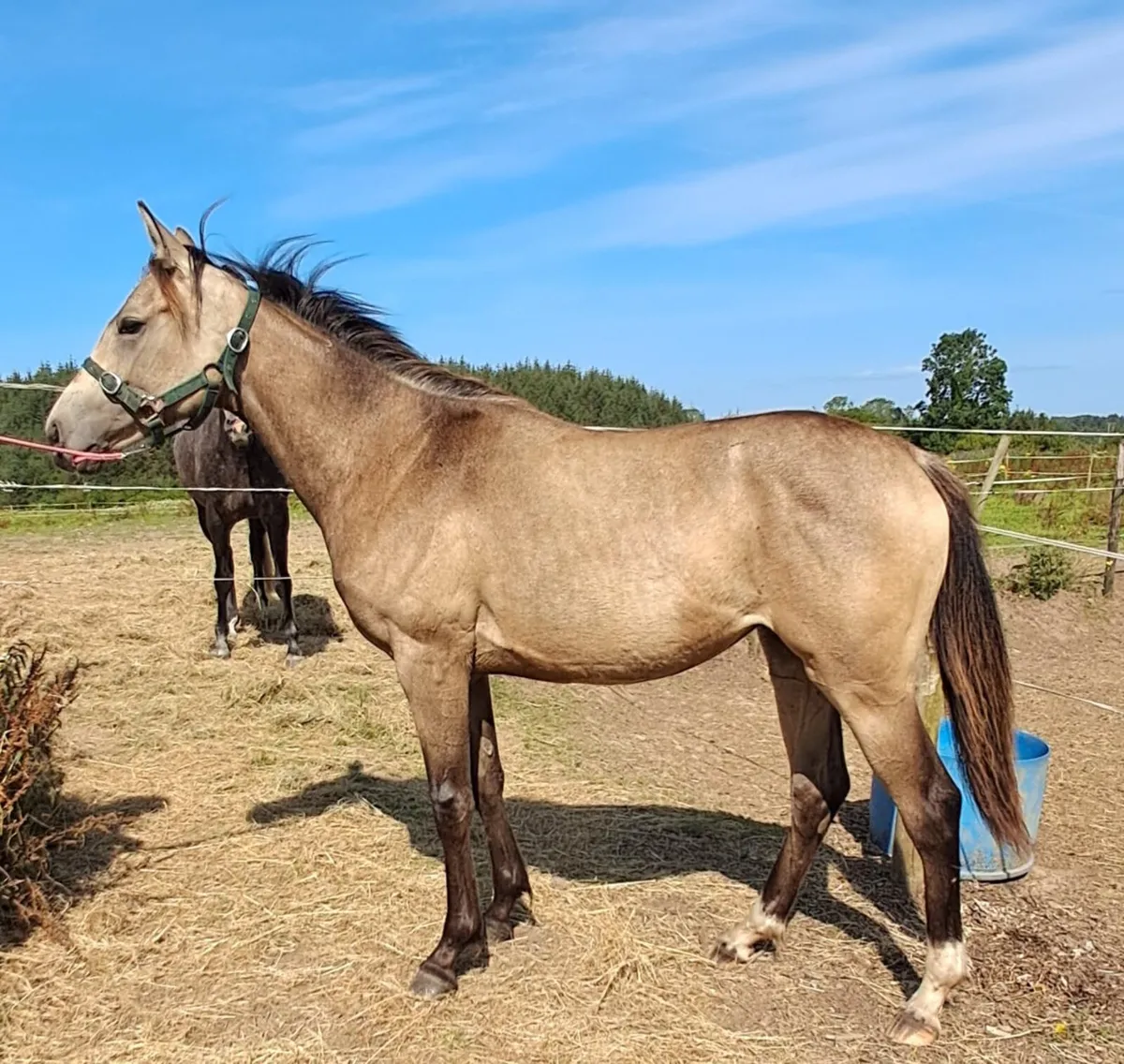 Traditional Irish bred  dun yearling filly - Image 1