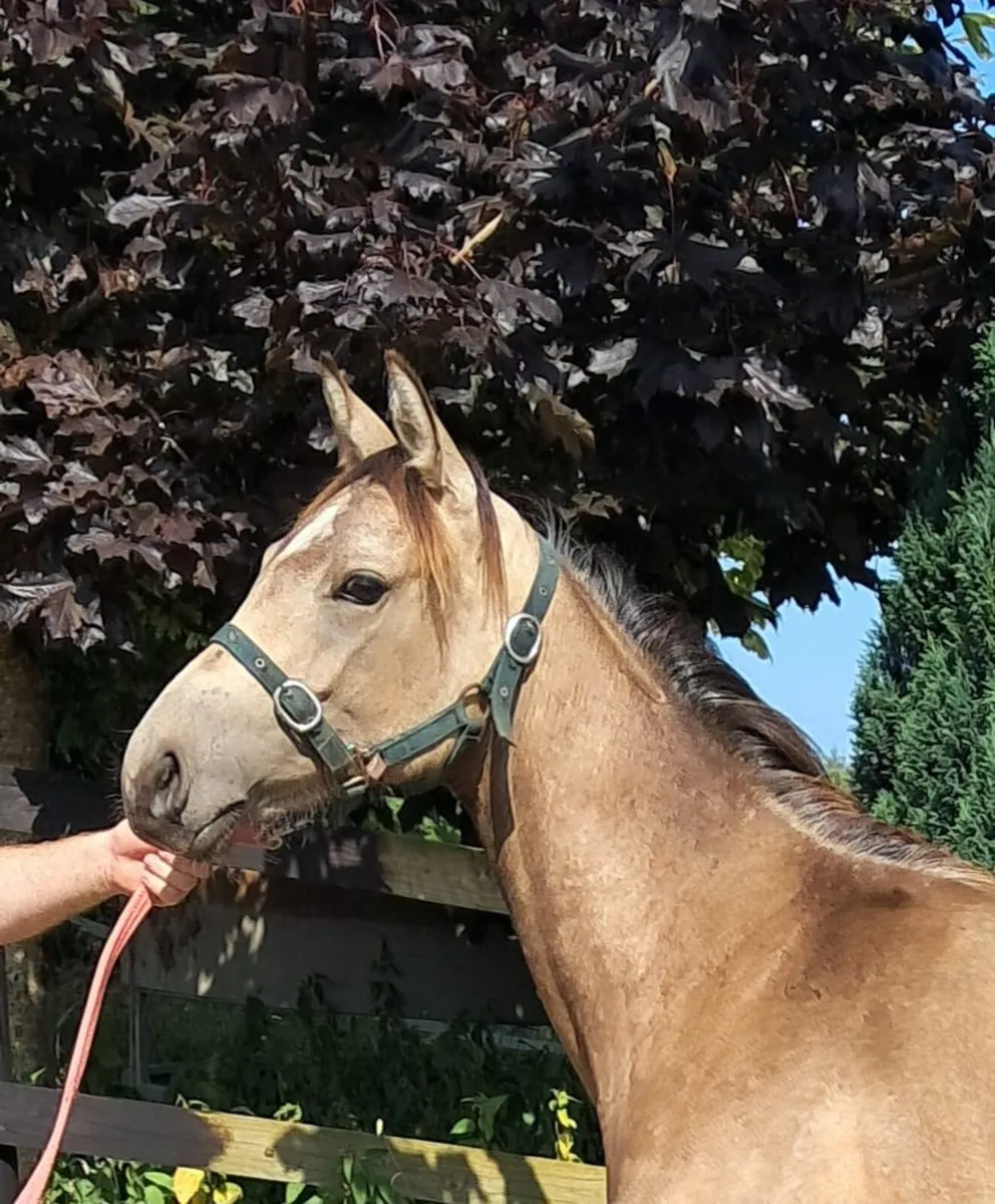 Traditional Irish bred  dun yearling filly - Image 2
