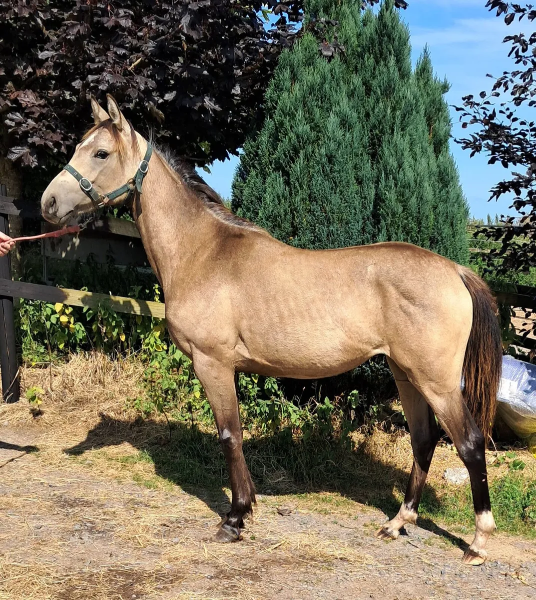 Traditional Irish bred  dun yearling filly - Image 3