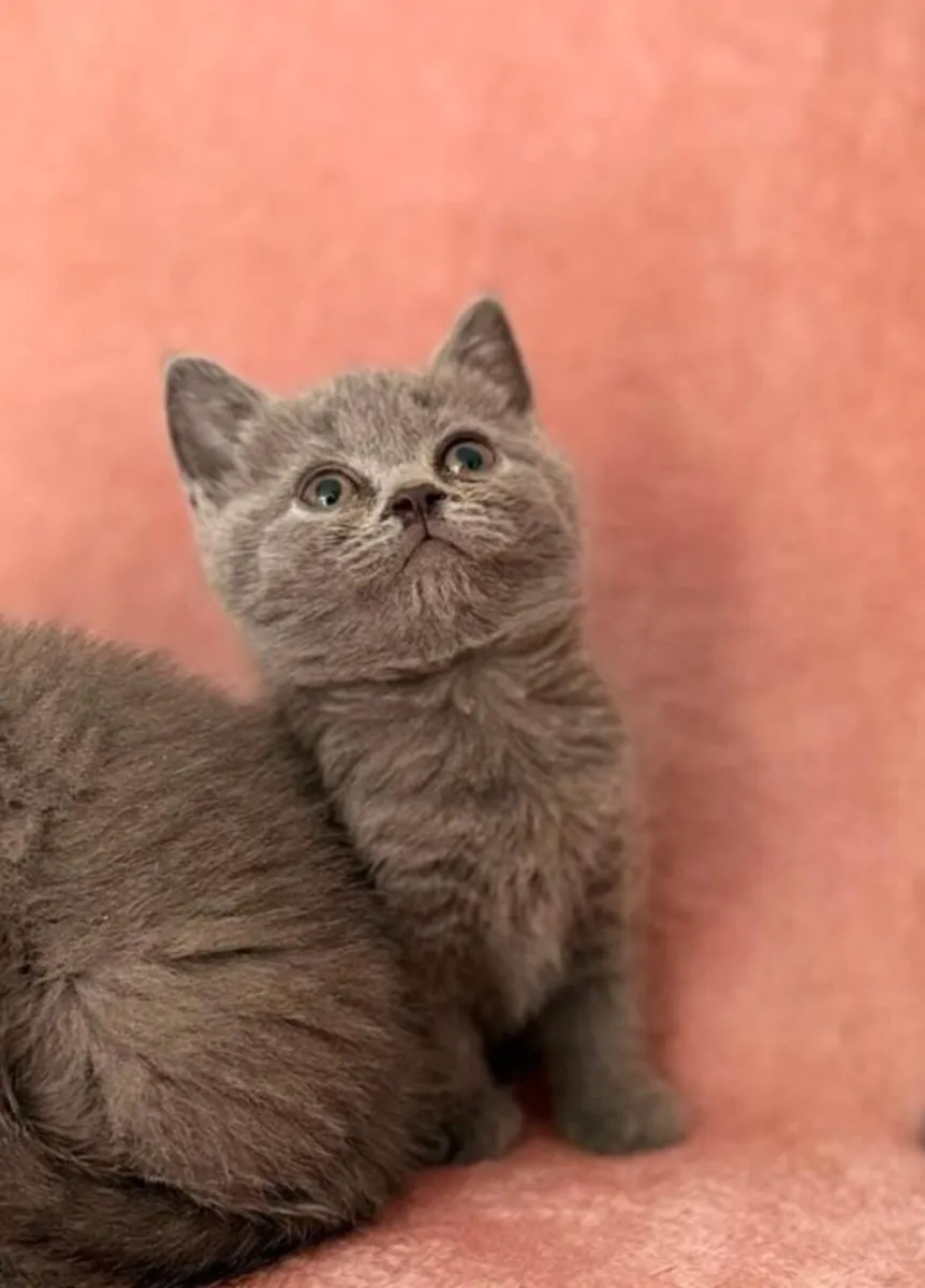 British kittens 1 FEMALE LEFT - Image 1