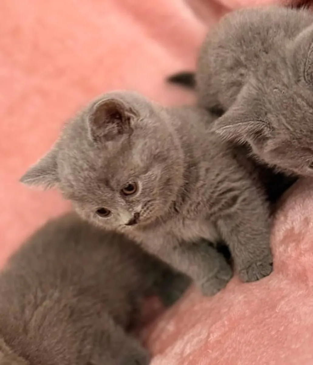 British kittens 1 FEMALE LEFT - Image 2