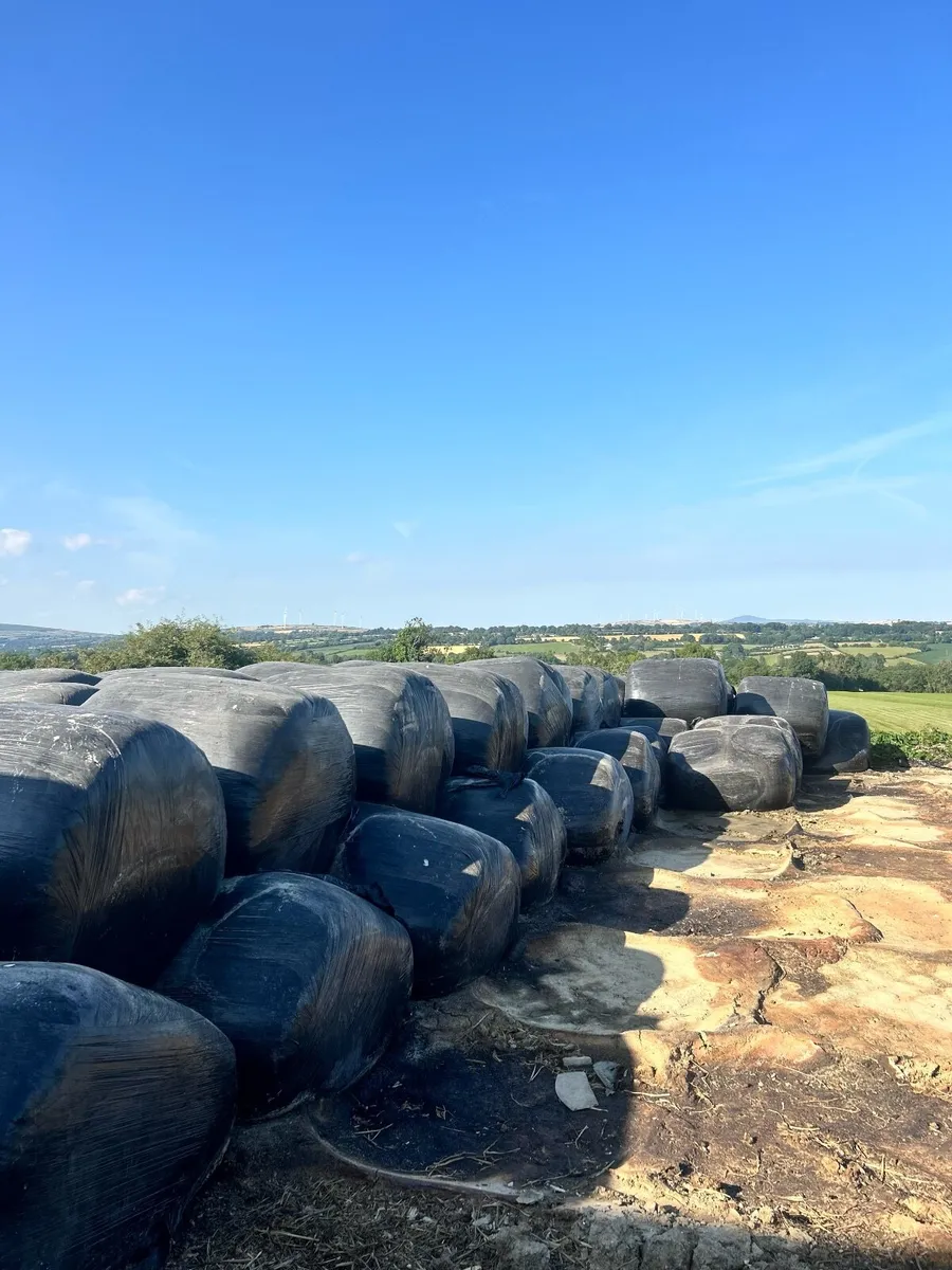 Maize - Beet Bales - Image 1