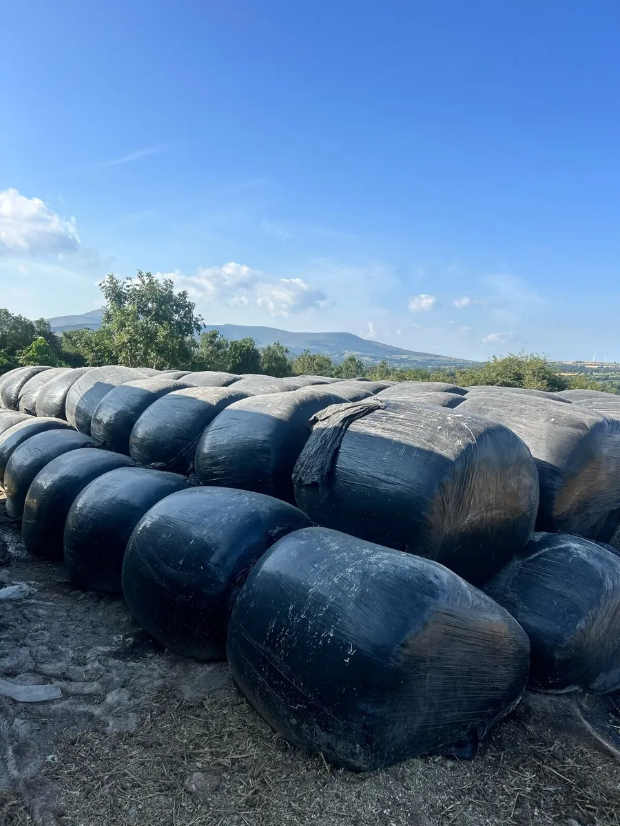 Maize - Beet Bales - Image 2