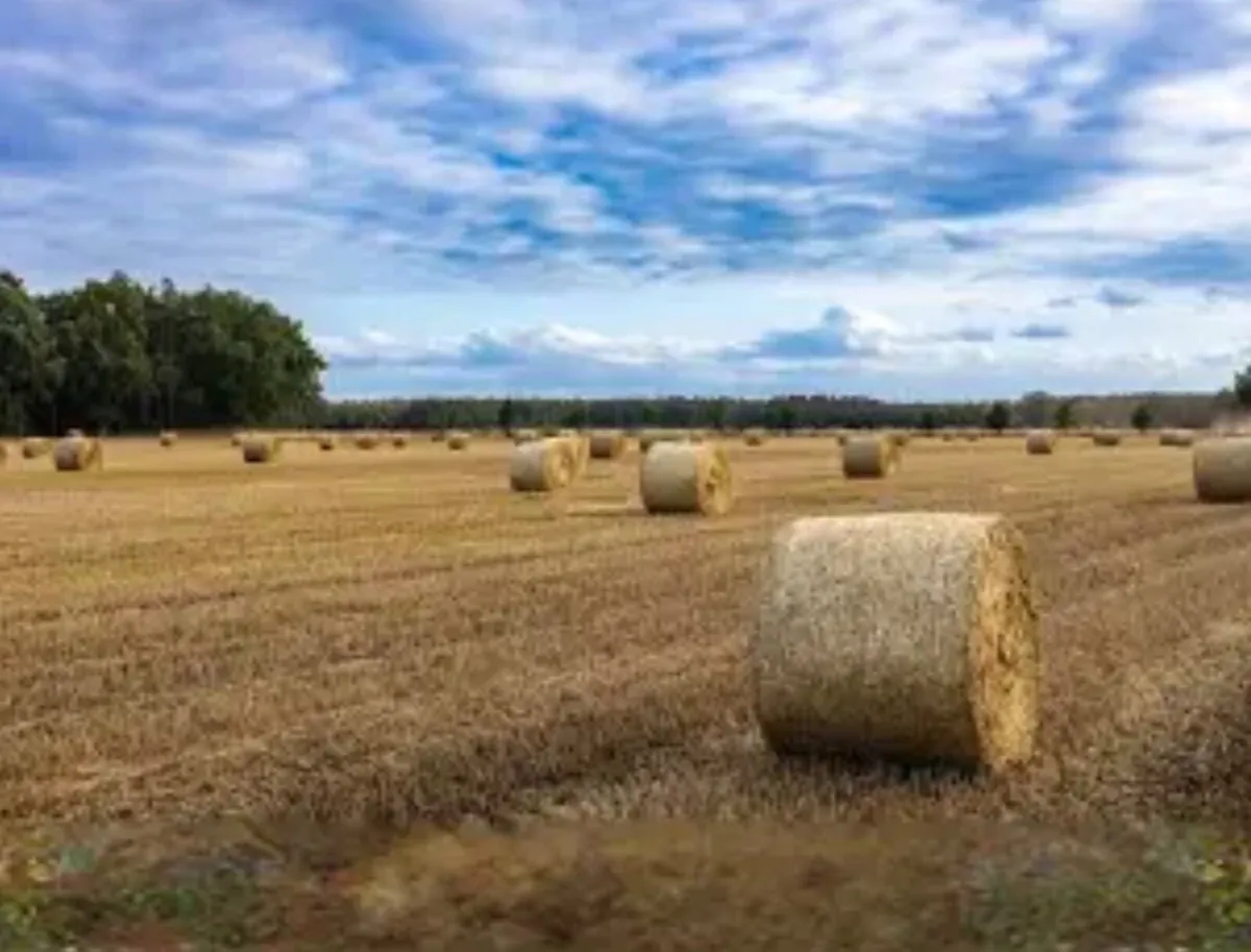 Round Bales of Hay