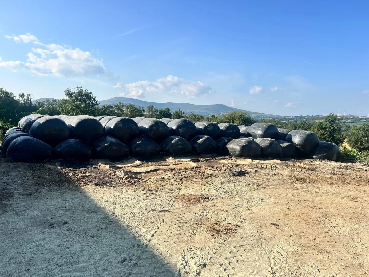 Maize - Beet Bales - Image 3