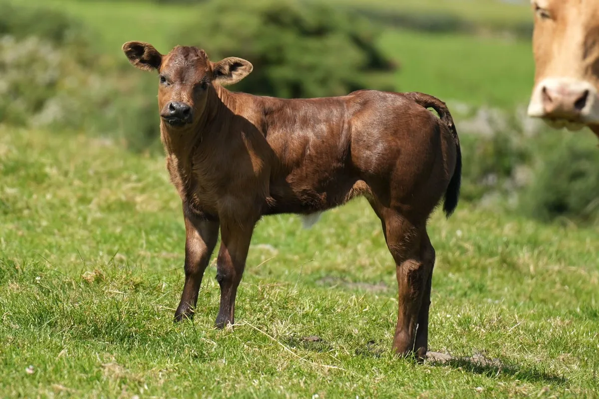 3 Outstanding Pedigree Limousin Cows & Blue Calves - Image 1