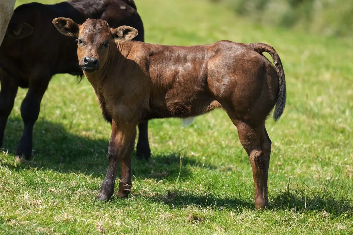 3 Outstanding Pedigree Limousin Cows & Blue Calves - Image 3