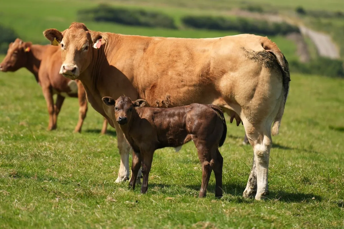 3 Outstanding Pedigree Limousin Cows & Blue Calves - Image 4