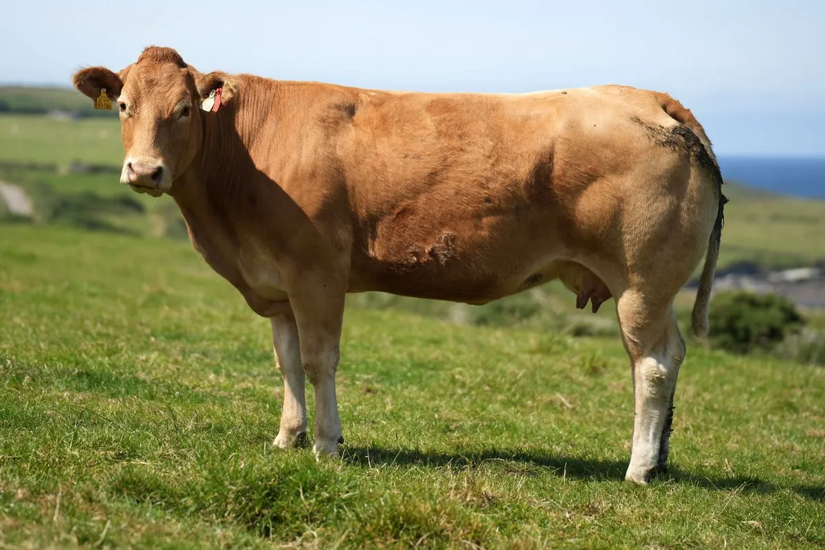 3 Outstanding Pedigree Limousin Cows & Blue Calves - Image 2