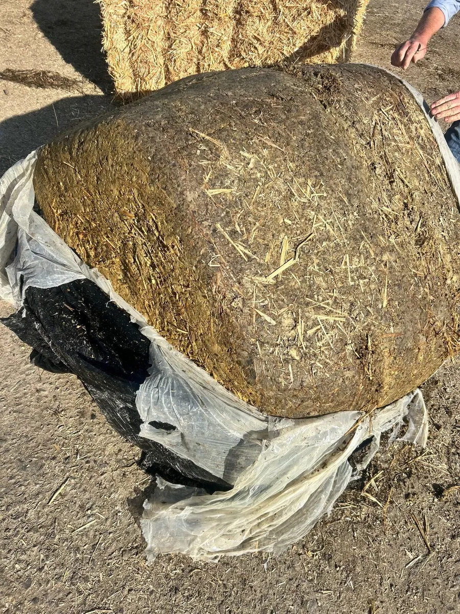 Maize - Beet Bales - Image 4