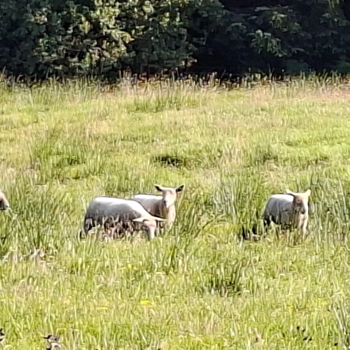 Hoggets - Image 2