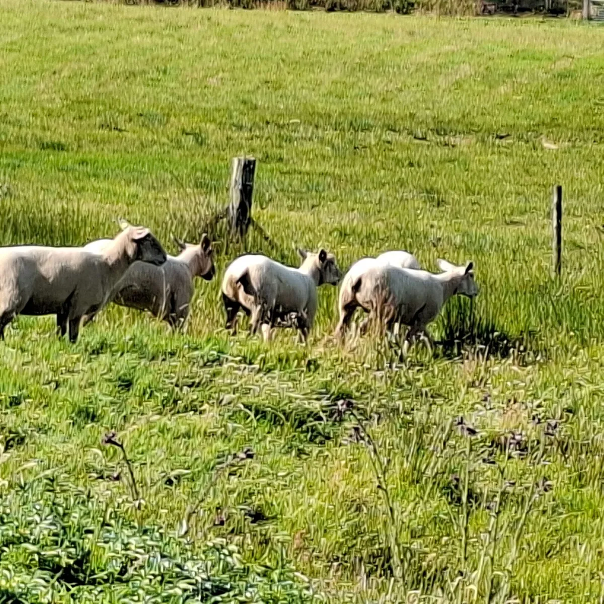 Hoggets - Image 3