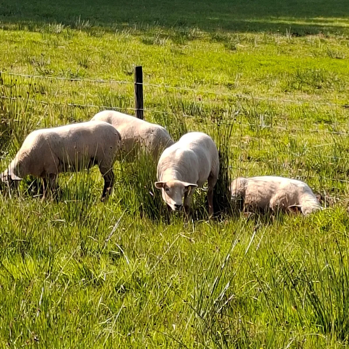 Hoggets - Image 1