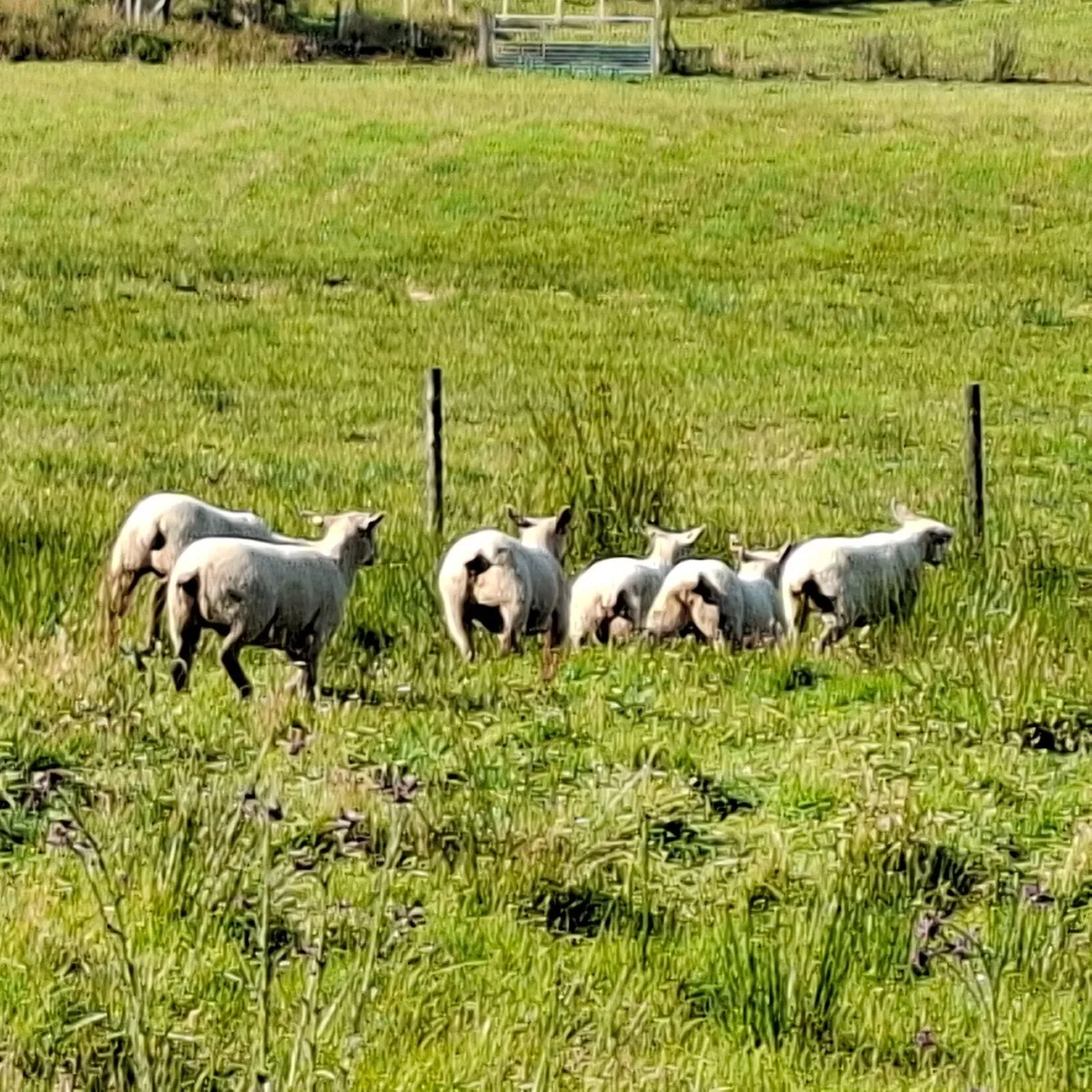 Hoggets - Image 4