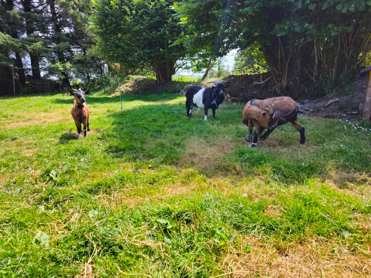 Pygmy goats - Image 1