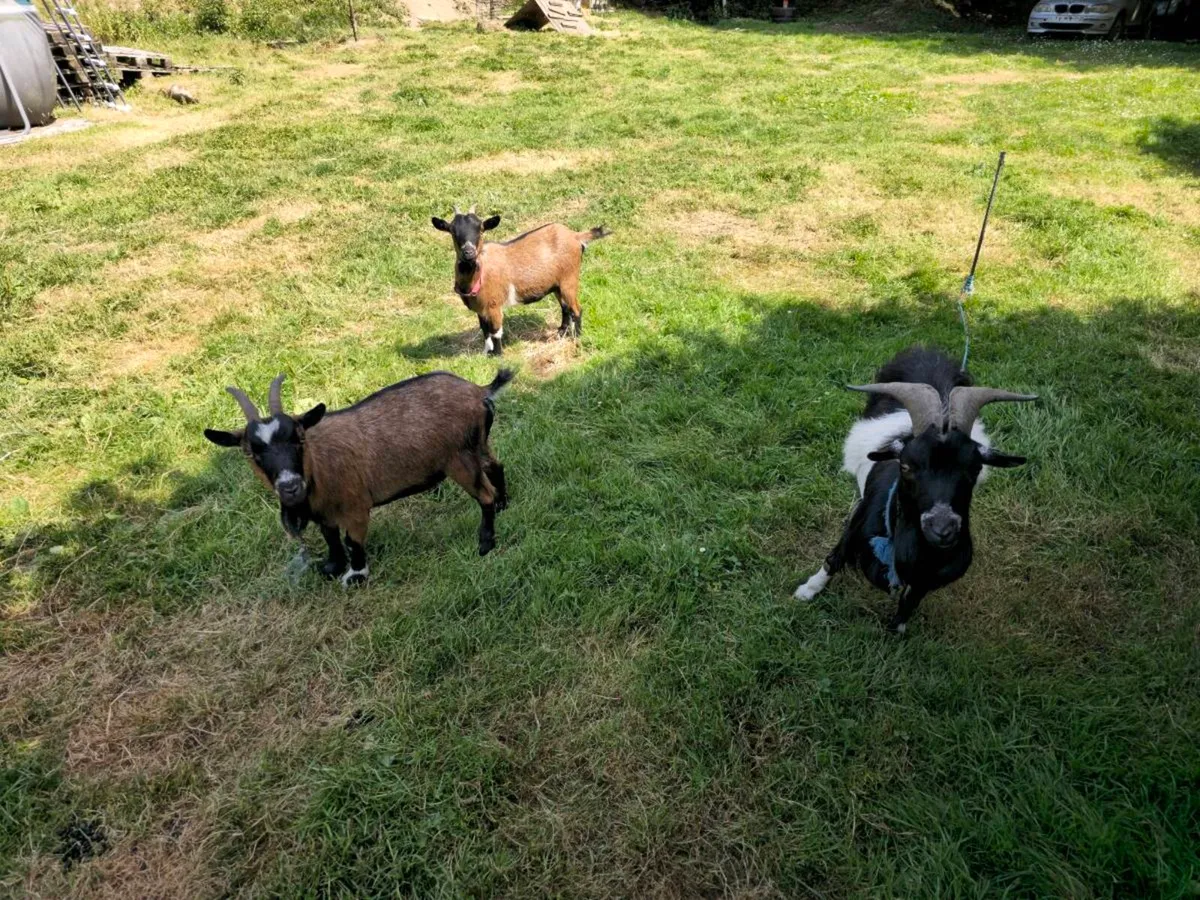 Pygmy goats - Image 2