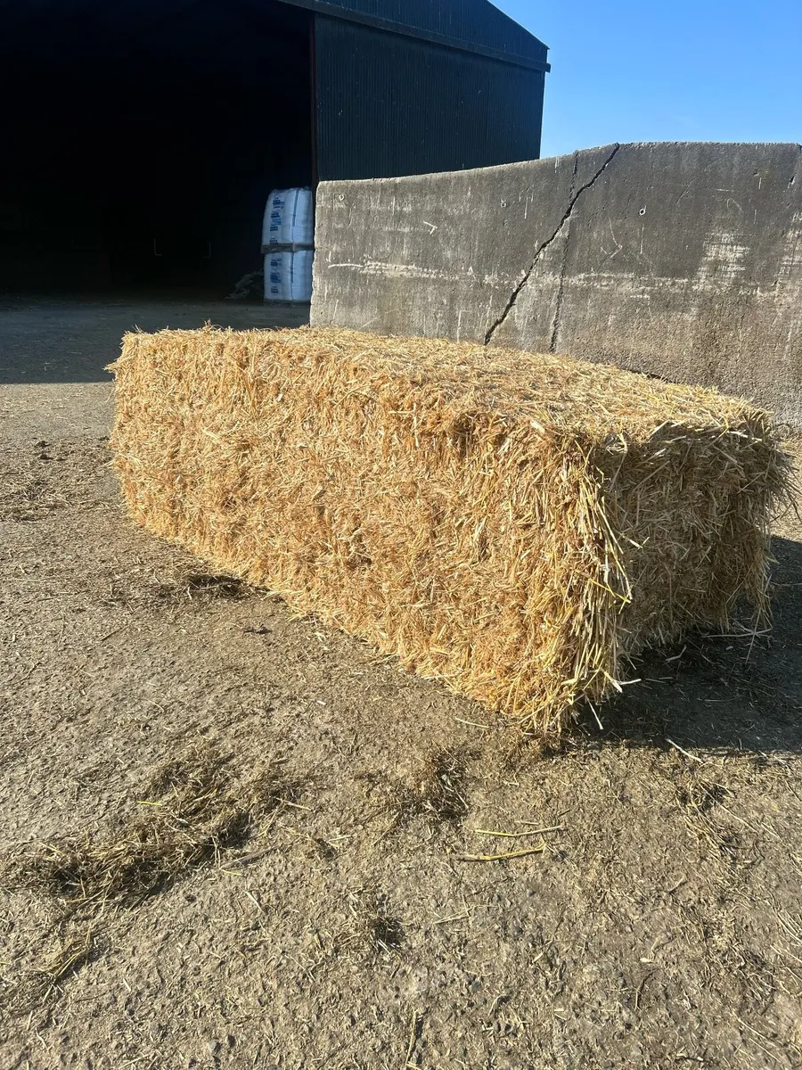 Pre Chopped Straw Bales - Image 3