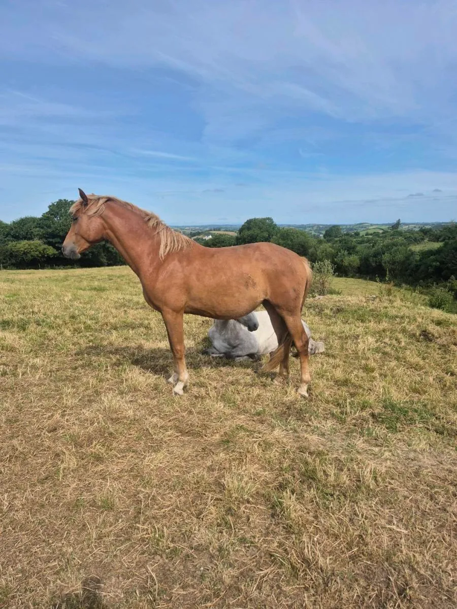 3 year old filly - Image 1