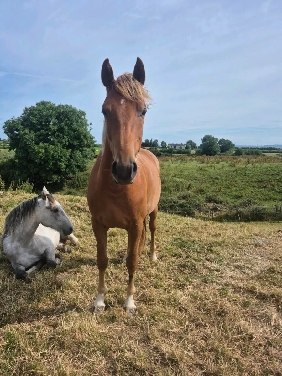 3 year old filly - Image 2