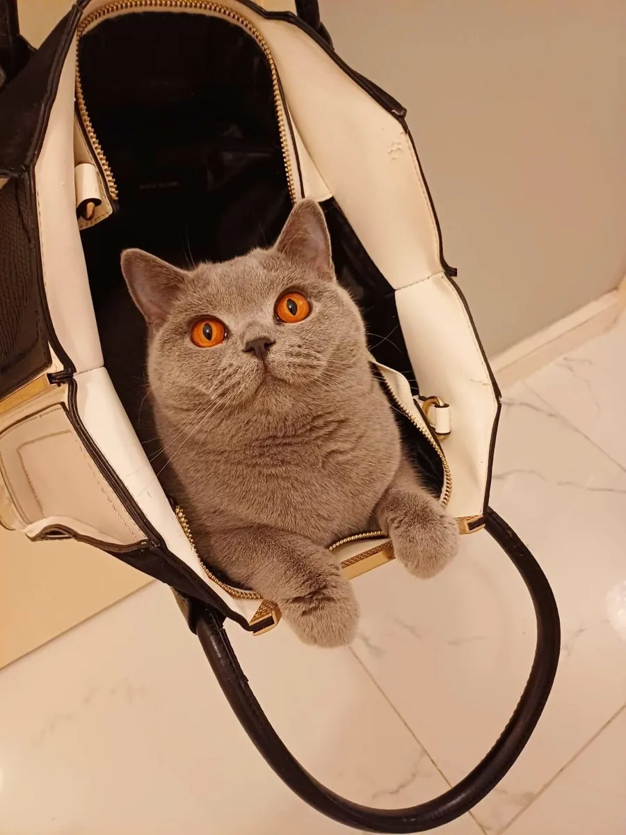 Amazing British shorthair kittens 🥰 - Image 2