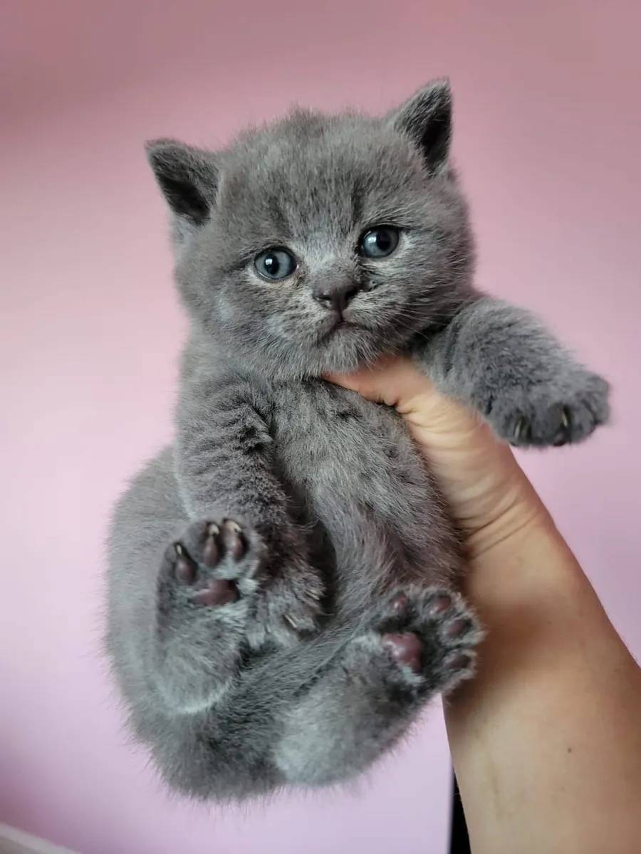 Amazing British shorthair kittens 🥰 - Image 3