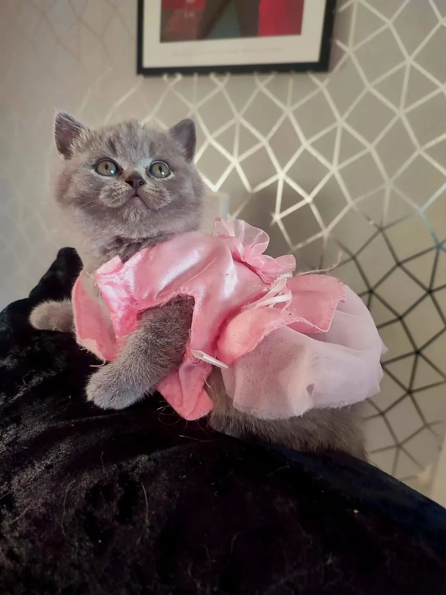 Amazing British shorthair kittens 🥰 - Image 4