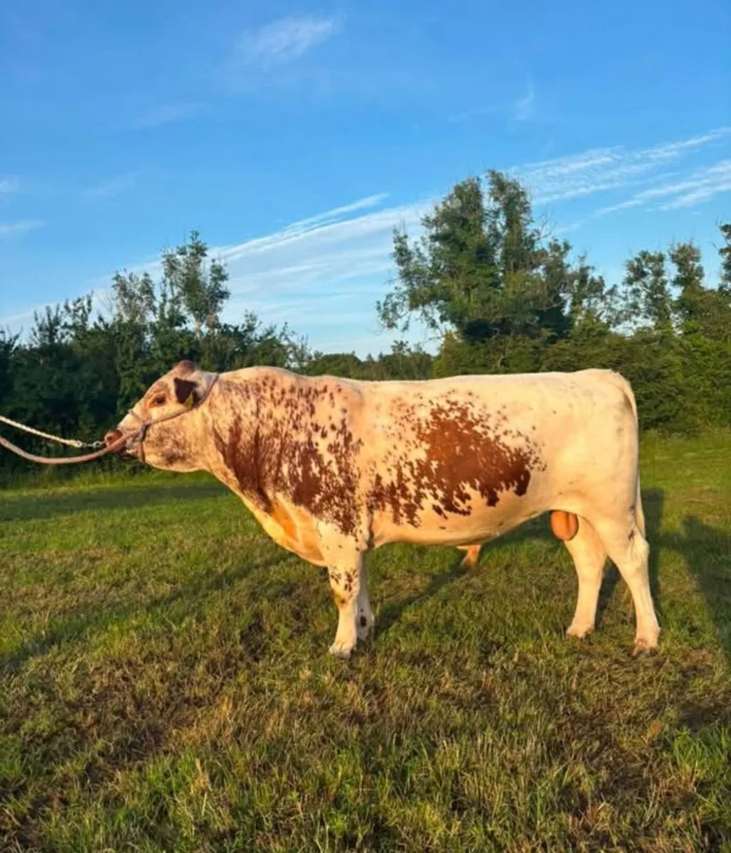 PBR 3 y Irish Moiled Bull - Image 1