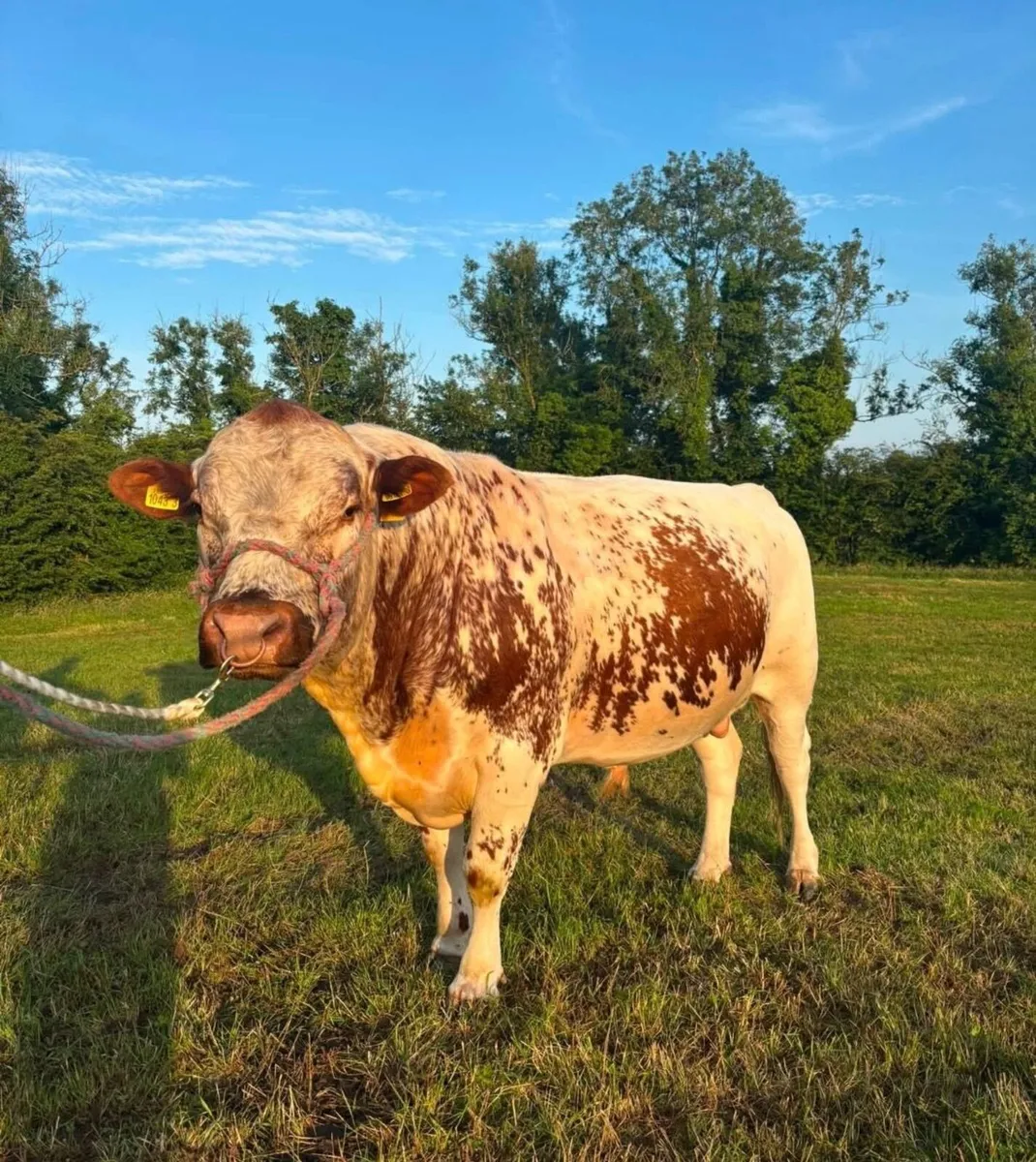 PBR 3 y Irish Moiled Bull - Image 3