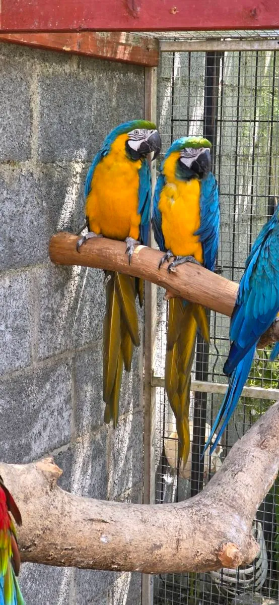 Macaws - Image 1