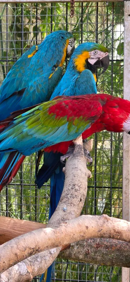 Macaws - Image 2