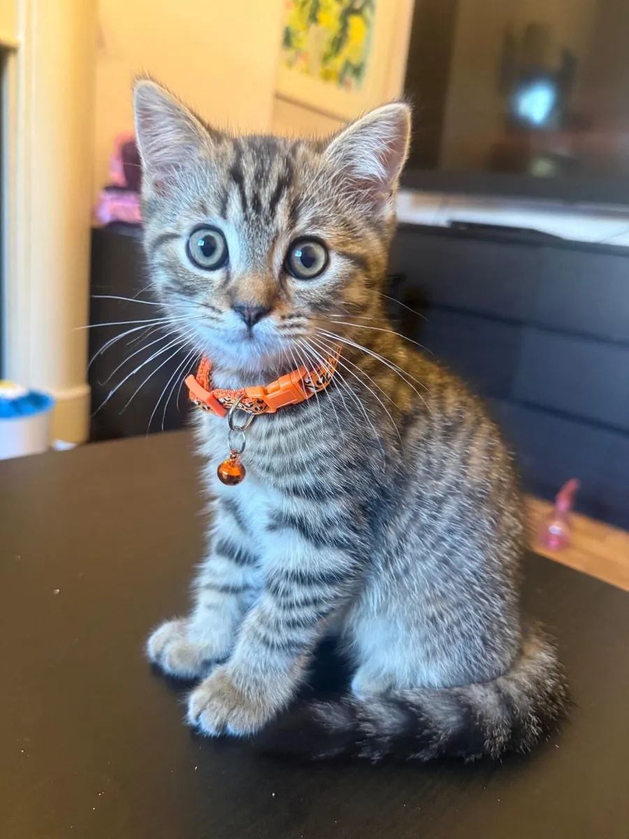 British shorthair and Ragdoll mix kitten (boy) - Image 1