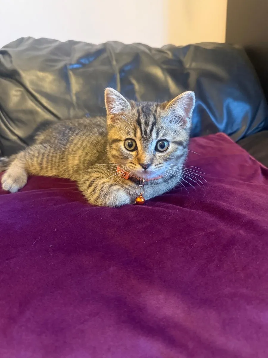 British shorthair and Ragdoll mix kitten (boy) - Image 2