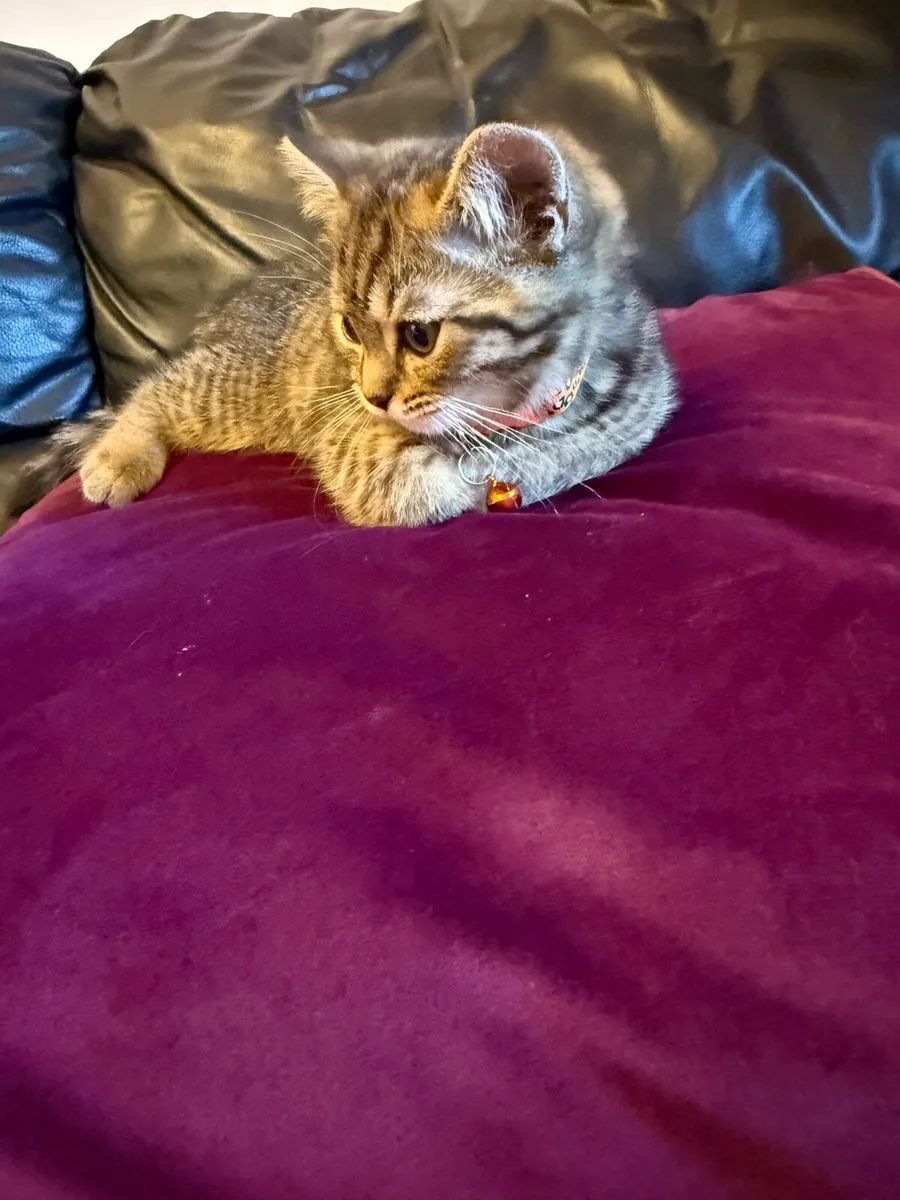 British shorthair and Ragdoll mix kitten (boy) - Image 3