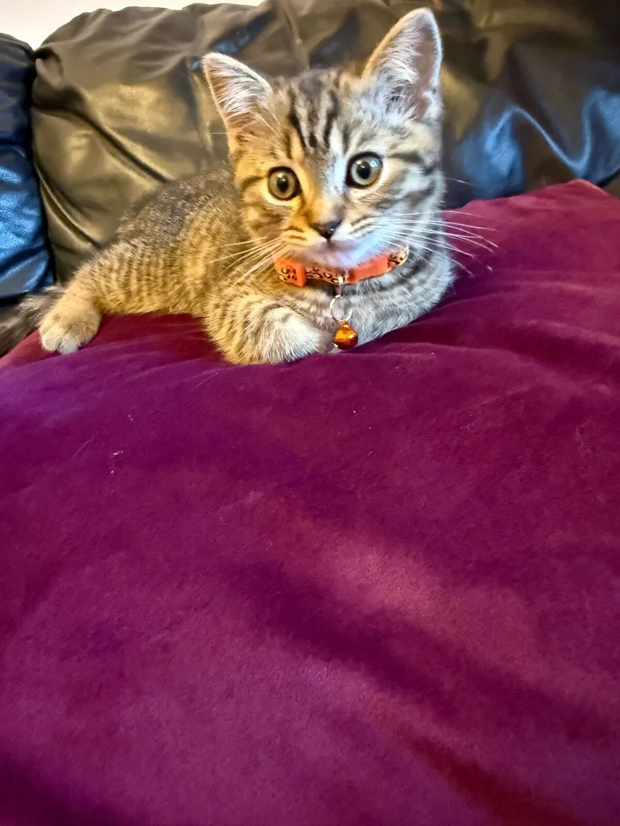 British shorthair and Ragdoll mix kitten (boy) - Image 4