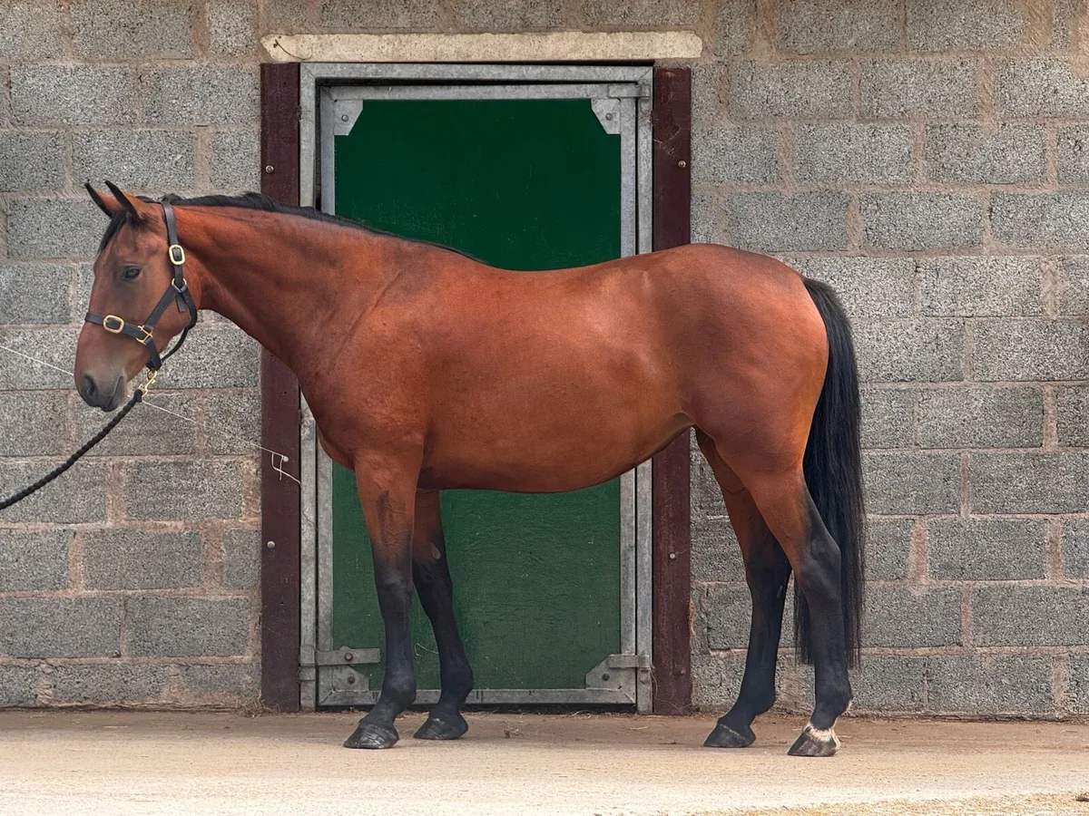 Irish Draught Cross - Image 1