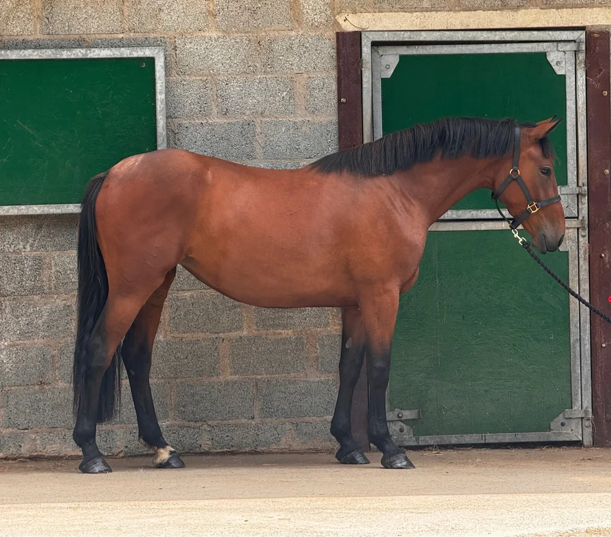 Irish Draught Cross - Image 2