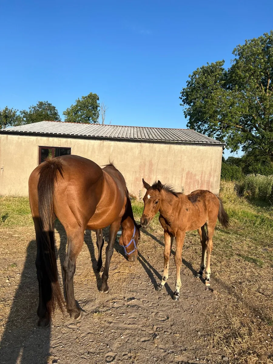 Two TB Mares With Their Colt Foals - Image 1