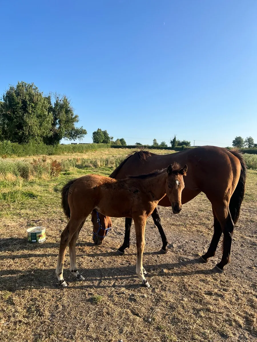 Two TB Mares With Their Colt Foals - Image 2