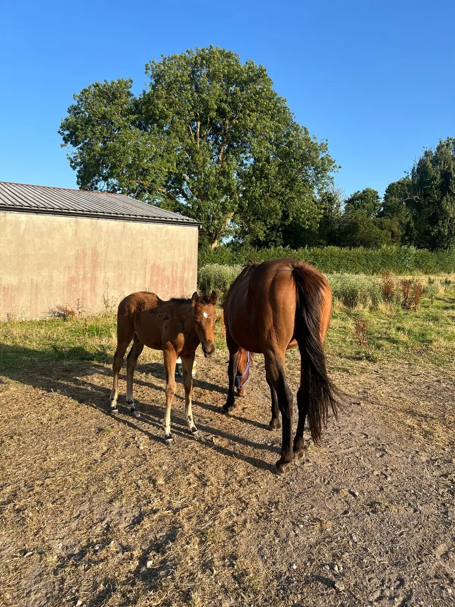 Two TB Mares With Their Colt Foals - Image 3