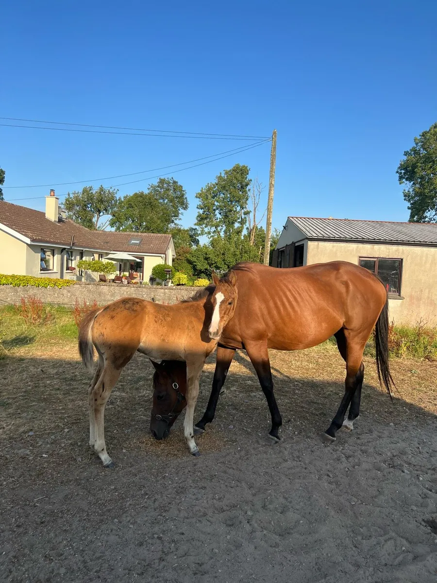 Two TB Mares With Their Colt Foals - Image 4