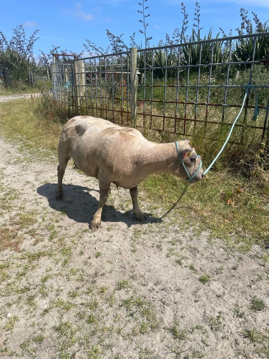 Ram - Image 1