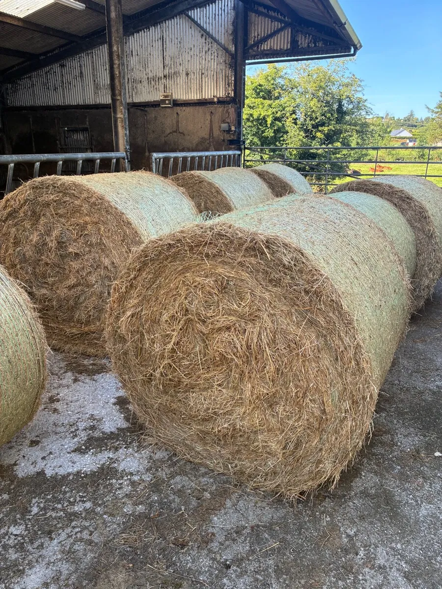 Hay - Image 1
