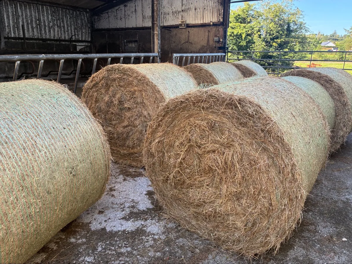 Hay - Image 2