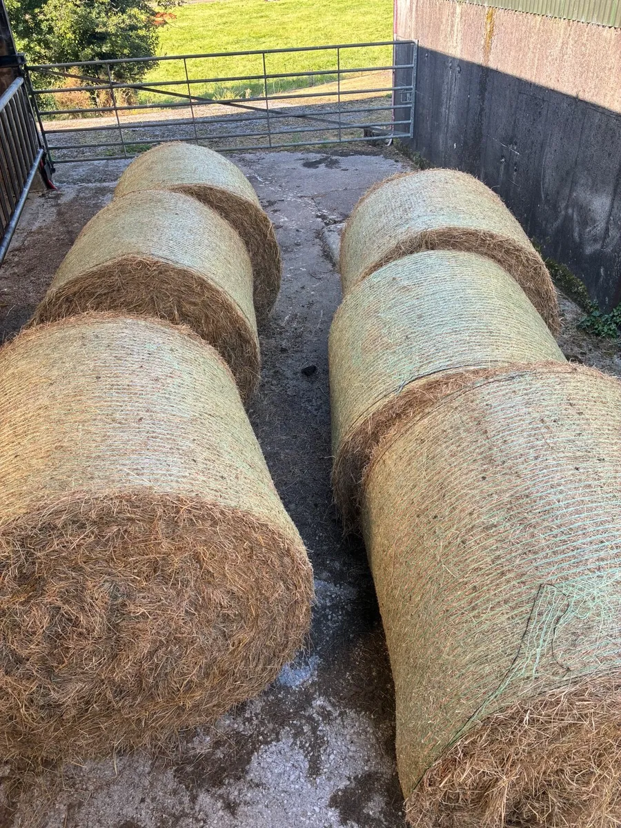 Hay - Image 3