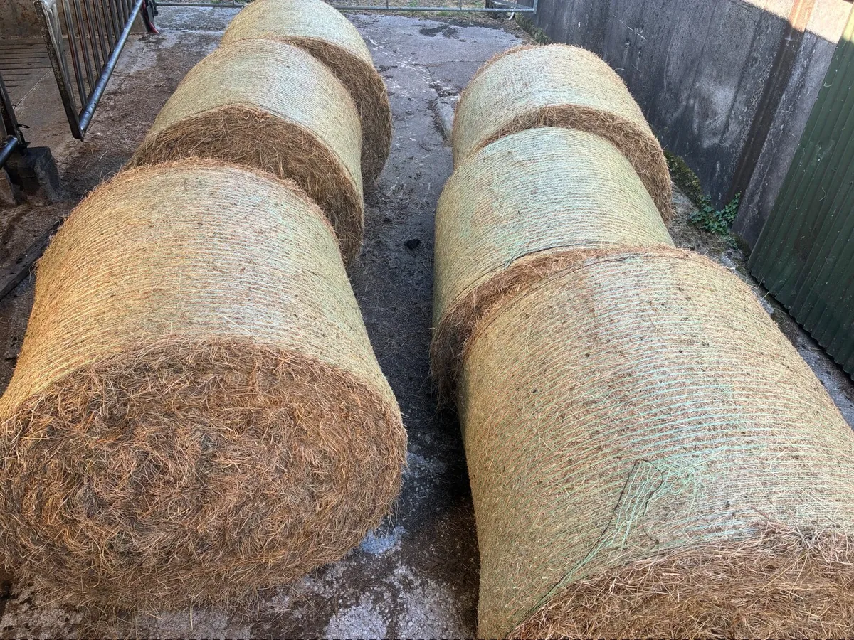 Hay - Image 4