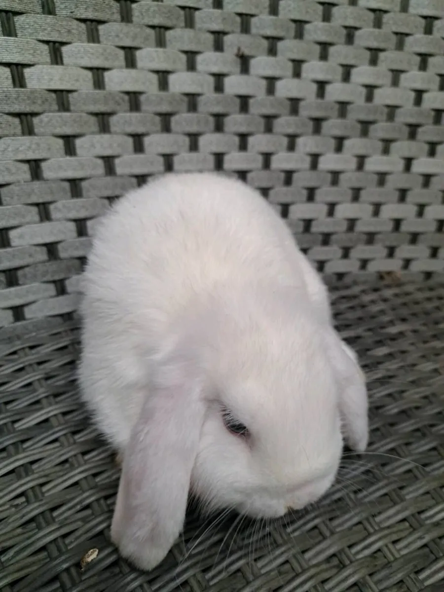 Rabbits - Image 2