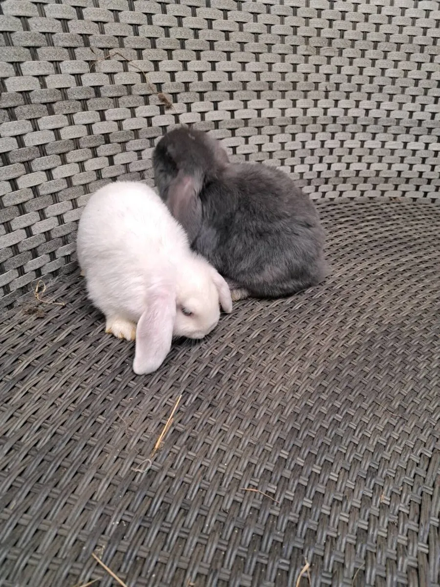 Rabbits - Image 3