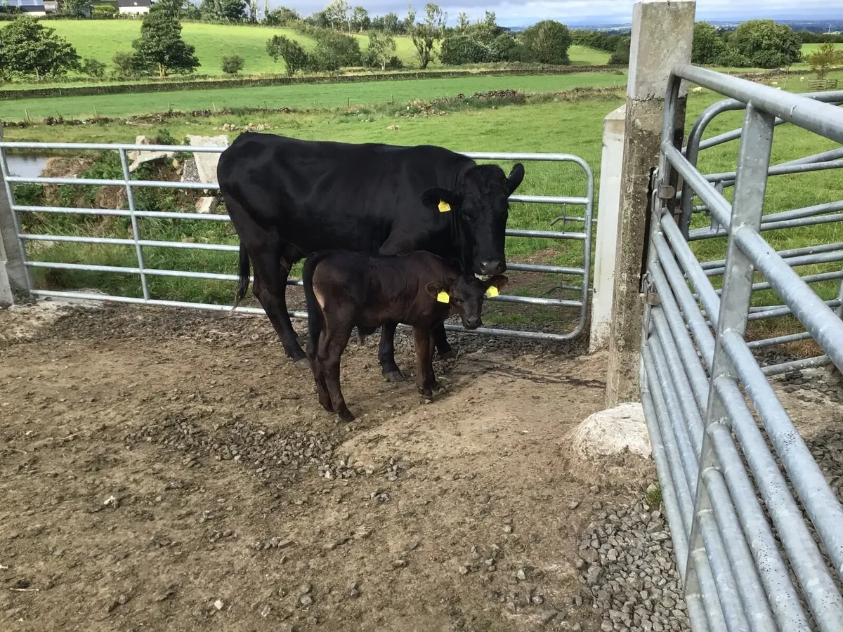 Heifer and calf - Image 4